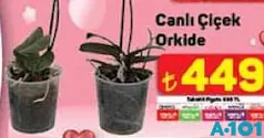 CANLI ÇİÇEK ORKİDE CANLI ÇİÇEK ORKİDE